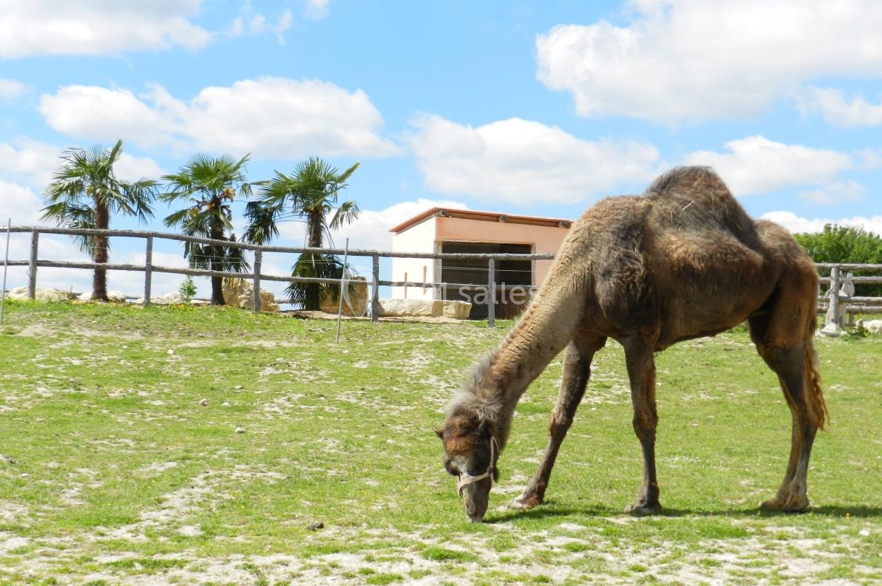 Un dromadaire broutant de l'herbe dans un enclos herbeux, avec des palmiers et un bâtiment en arrière-plan.