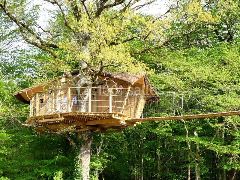Cabane en bois perchée dans un arbre avec une passerelle suspendue, entourée de feuillage vert.