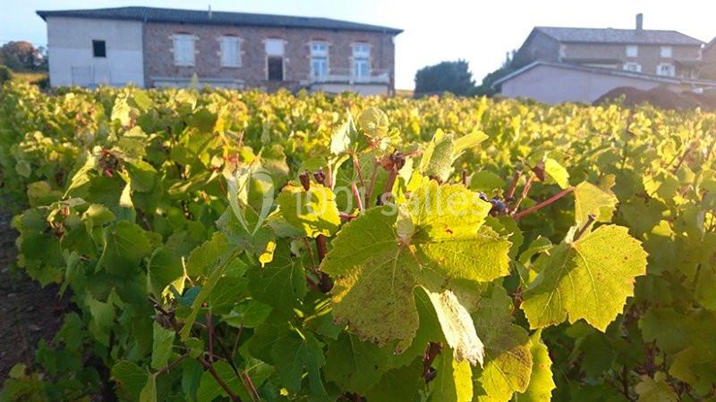 Location salle Saint-Étienne-des-Oullières (Rhône) - Les Voûtes du Clair de Néty #2