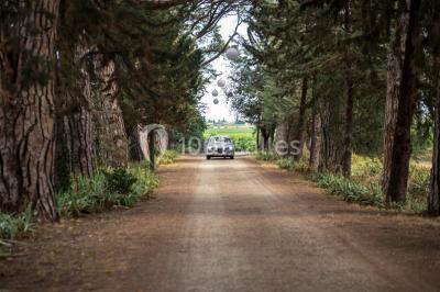 Structure en fer forgé dans un jardin, avec des invités rassemblés en arrière-plan près d'un arbre.