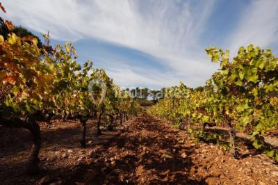 Location salle Lorgues (Var) - Domaine De Fauveris #21