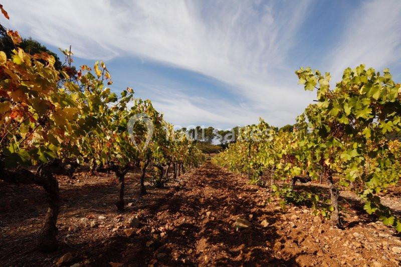 Location salle Lorgues (Var) - Domaine De Fauveris #9