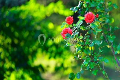 Location salle Grenoble (Isère) - Chez Le Pèr'gras #24