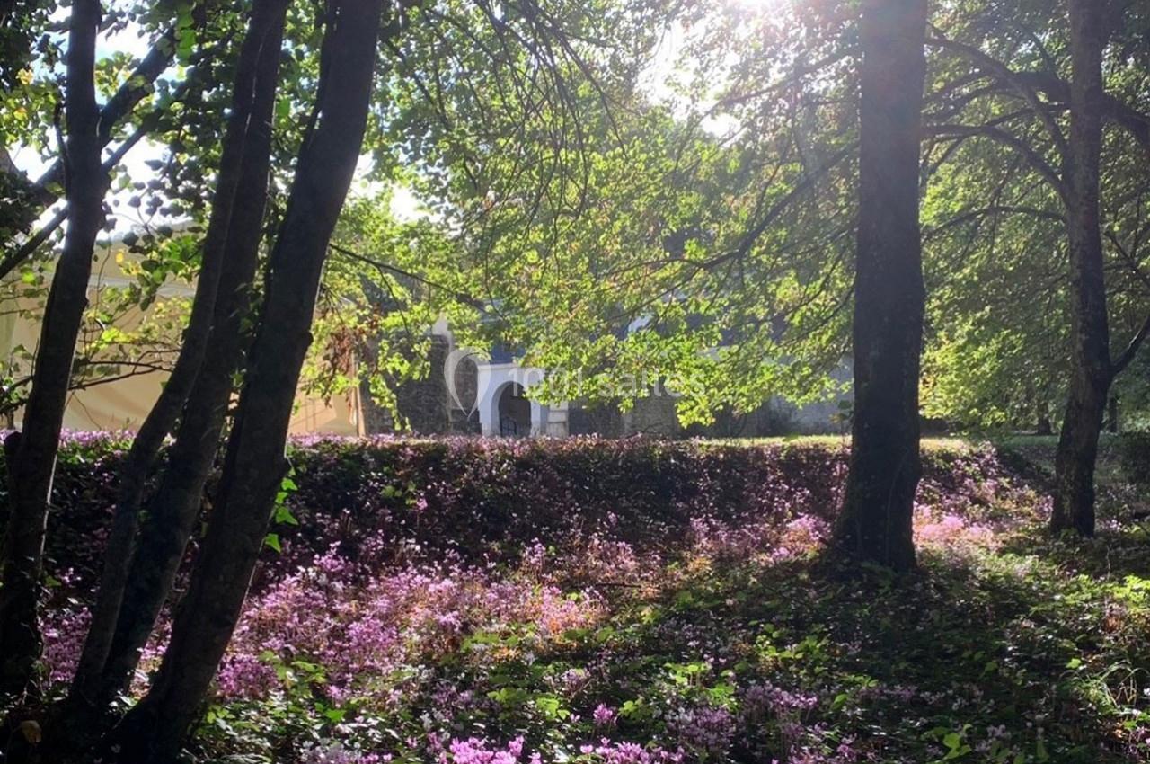 Sous-bois éclairé par le soleil avec un tapis de fleurs violettes et un bâtiment en arrière-plan.
