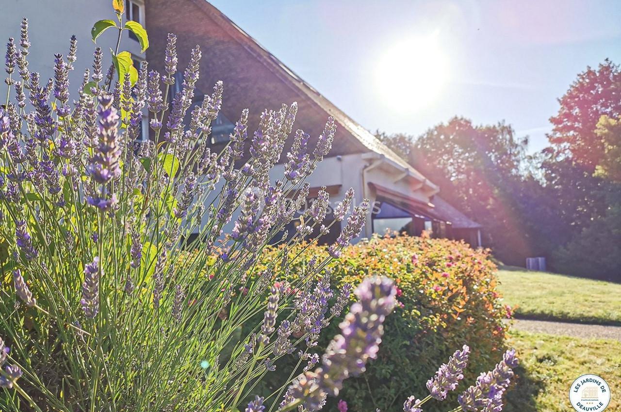 Massif de lavande en fleurs devant une maison au toit de chaume, éclairée par un soleil éclatant.