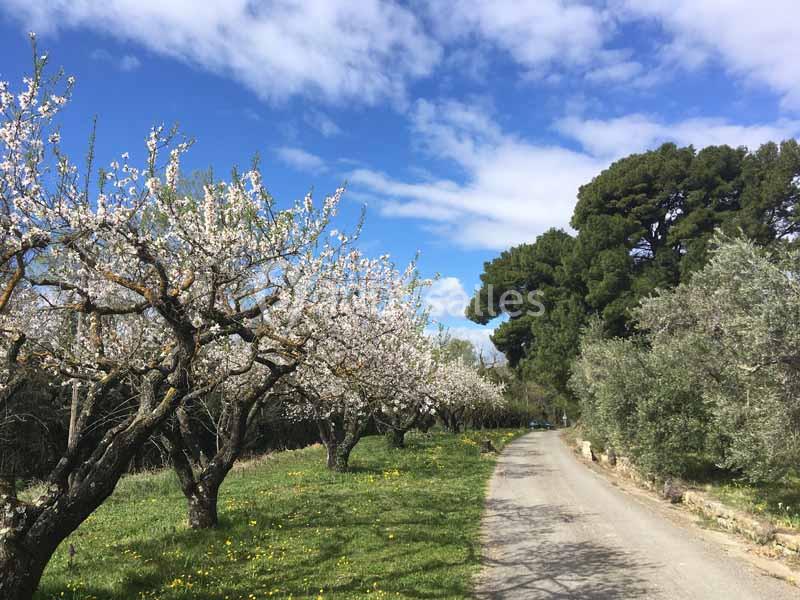 Chemin bordé d'arbres en fleurs et d'oliviers sous un ciel bleu parsemé de nuages.