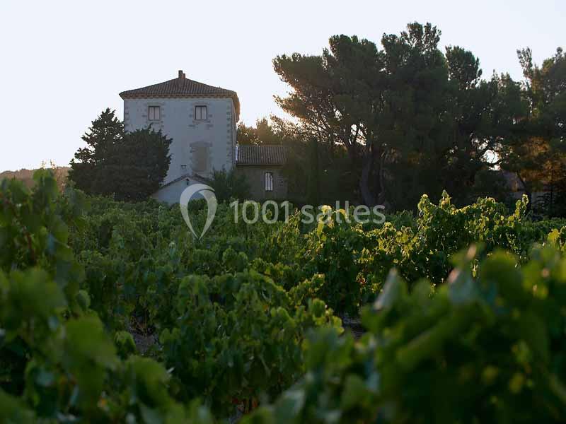 Vue d'une maison en pierre entourée de vignes verdoyantes et d'arbres sous une lumière de fin de journée.