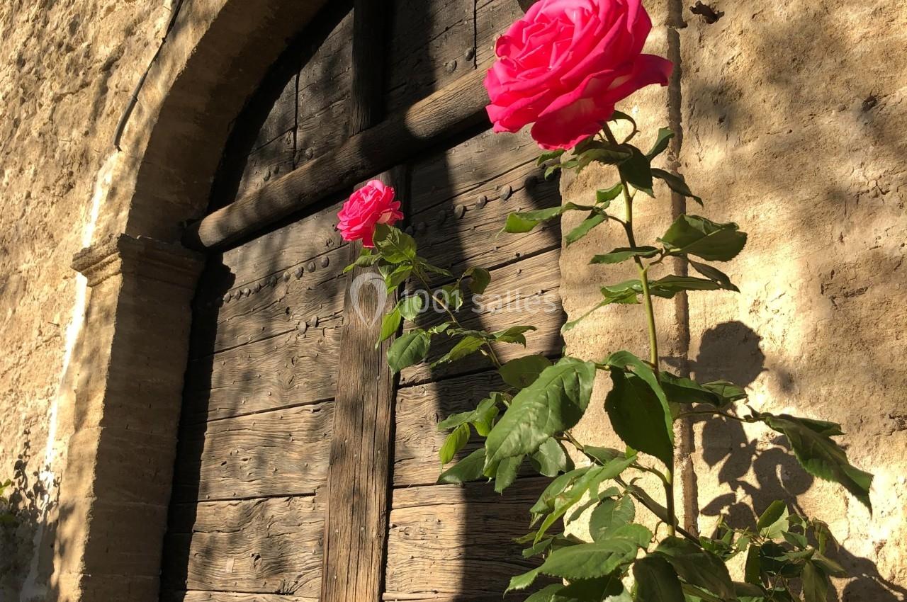 Deux roses roses en pleine floraison devant une porte en bois ancienne, éclairées par une lumière douce.