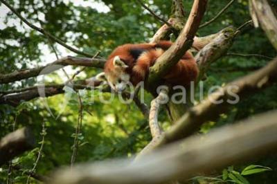 Location salle Clères (Seine-Maritime) - Parc de Clères #15