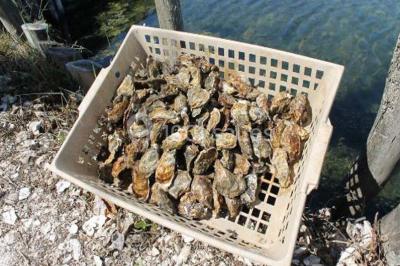 Location salle Châtelaillon-Plage (Charente-Maritime) - Le Carré 26 #23