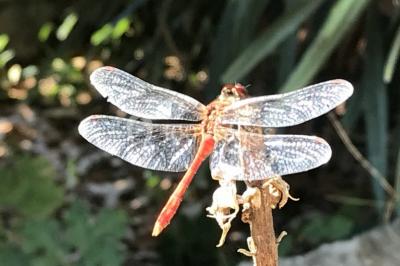Location salle Chasse-sur-Rhône (Isère) - Le Domaine De Gorneton #32