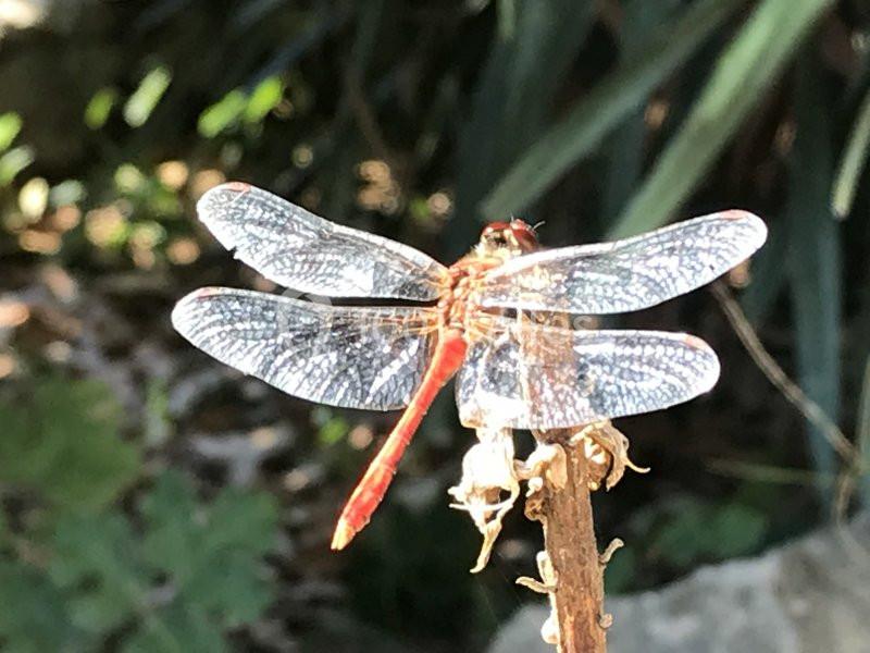 Location salle Chasse-sur-Rhône (Isère) - Le Domaine De Gorneton #31