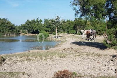 Chemin en gravier bordé de barrières en bois, entouré d'arbres et d'herbe sous un ciel dégagé.