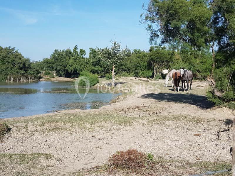 Chevaux marchant près d'un étang entouré de végétation sous un ciel bleu.