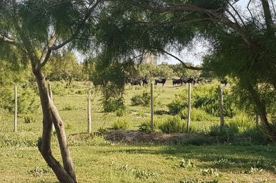 Chemin en gravier bordé de barrières en bois, entouré d'arbres et d'herbe sous un ciel dégagé.