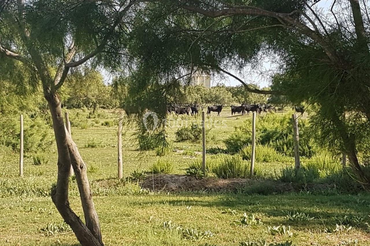 Un troupeau de vaches noires dans un champ verdoyant, entouré d'arbres et clôturé par une barrière en bois.