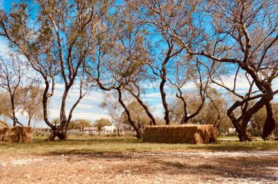 Chemin en gravier bordé de barrières en bois, entouré d'arbres et d'herbe sous un ciel dégagé.