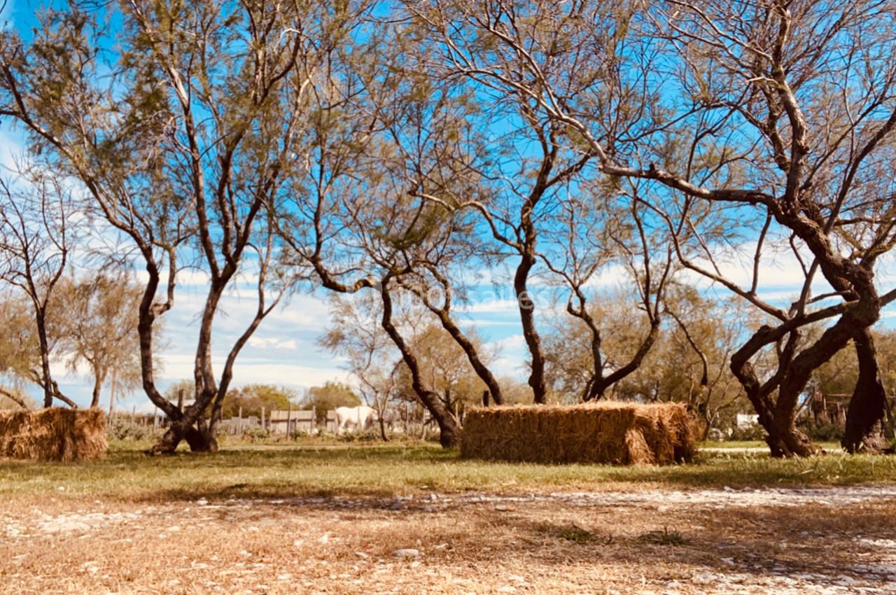 Arbres clairsemés dans un paysage rural ensoleillé avec des bottes de foin dispersées sur un sol herbeux.