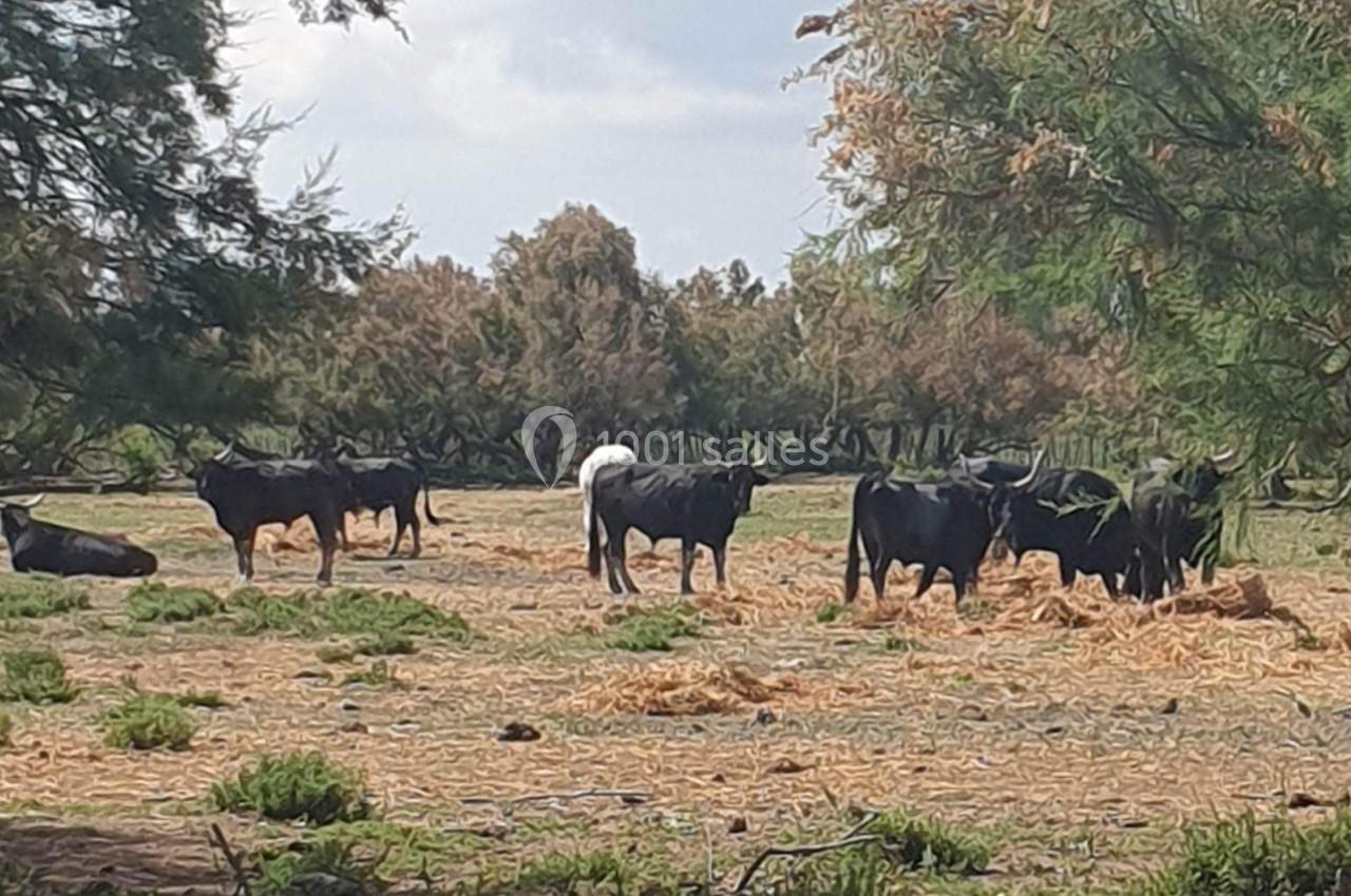 Des taureaux noirs paissent dans un champ arboré parsemé de végétation sèche sous un ciel partiellement nuageux.