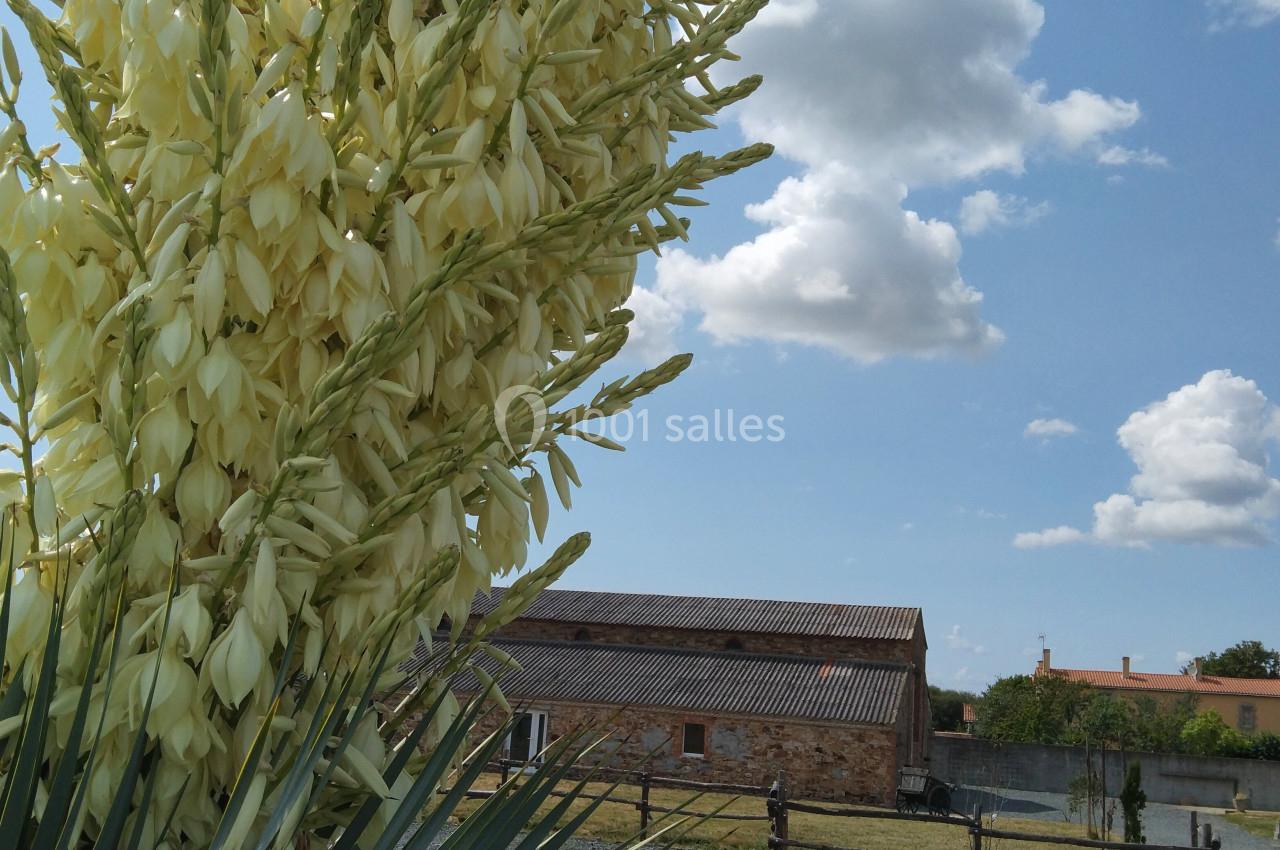 Fleurs jaunes d'un yucca en gros plan, avec une ferme en arrière-plan sous un ciel partiellement nuageux.