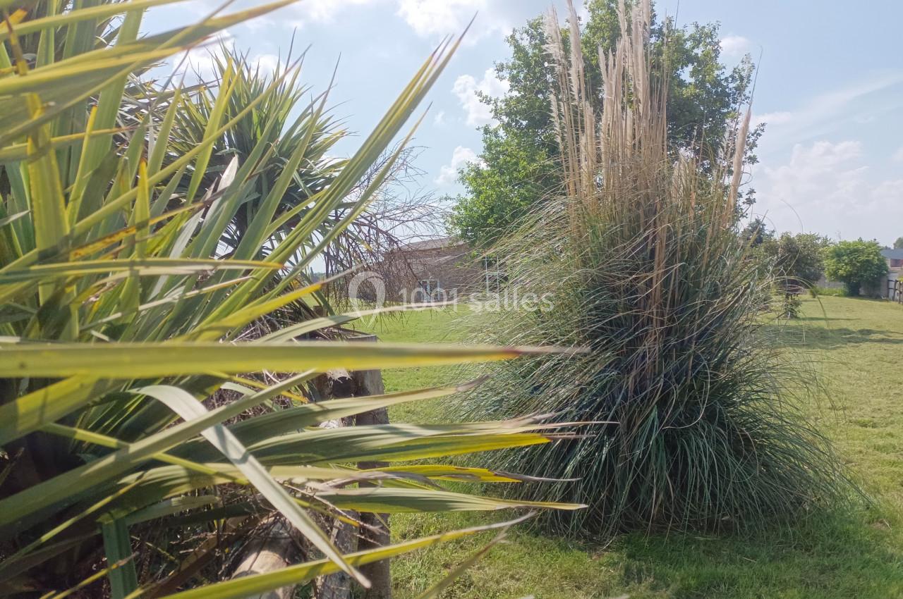 Plantes aux feuilles longues et pointues dans un jardin ensoleillé avec pelouse, arbres et ciel bleu en arrière-plan.