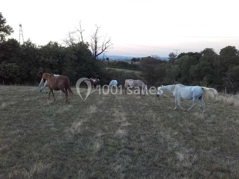 Des chevaux de différentes robes broutent dans un pré herbeux entouré d'arbres, sous un ciel clair au crépuscule.