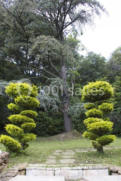Allée de pierre bordée de deux arbustes taillés en spirale, avec un grand arbre et des buissons en arrière-plan.