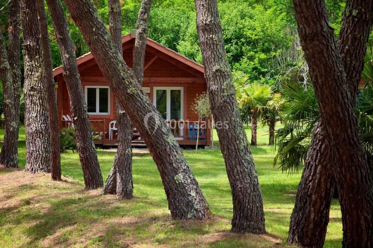 Chalet en bois entouré d'arbres dans un environnement verdoyant, avec pelouse et végétation dense en arrière-plan.