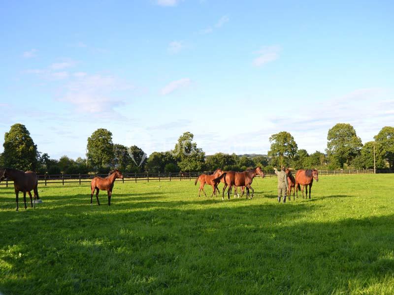 Location salle Saint-Pierre-des-Landes (Mayenne) - Manoir de Coventry #23