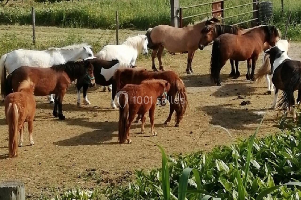 Groupe de poneys de différentes couleurs rassemblés dans un enclos en pleine campagne verdoyante.