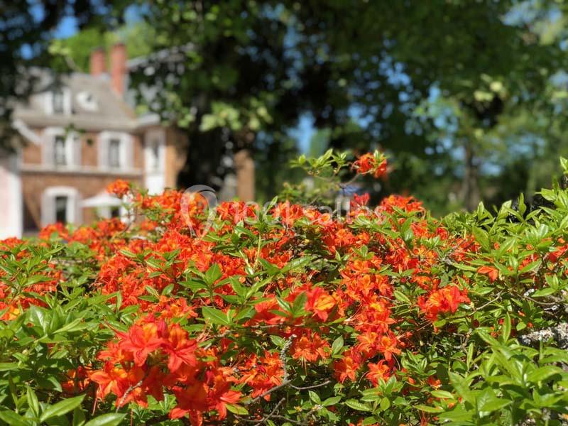 Massif de fleurs orange vif devant une maison en briques, entourée de verdure sous un ciel ensoleillé.