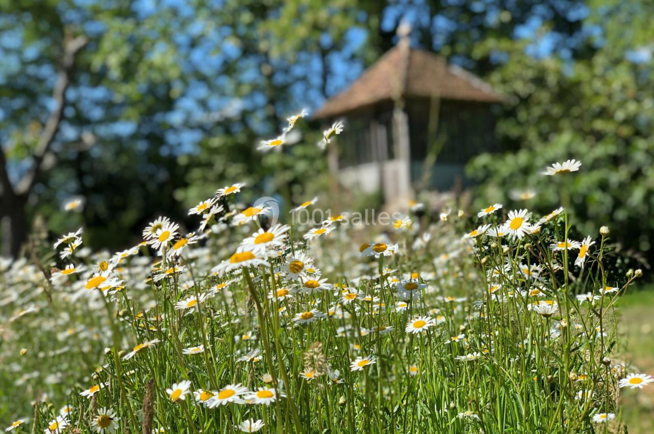 Champ de marguerites en fleurs avec un bâtiment en bois flou en arrière-plan, entouré d'arbres verdoyants.