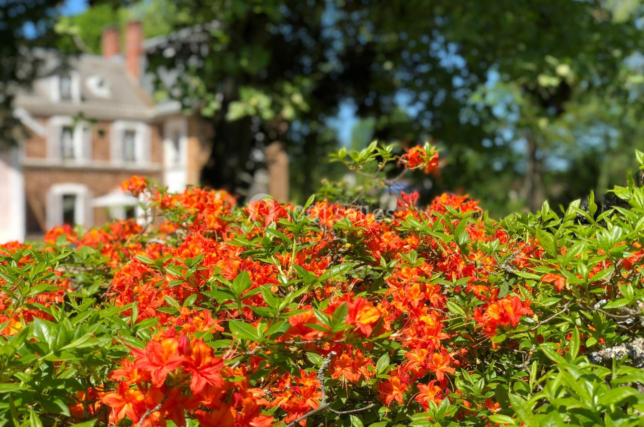 Massif de fleurs orange vif devant un bâtiment en briques entouré de verdure sous un ciel ensoleillé.