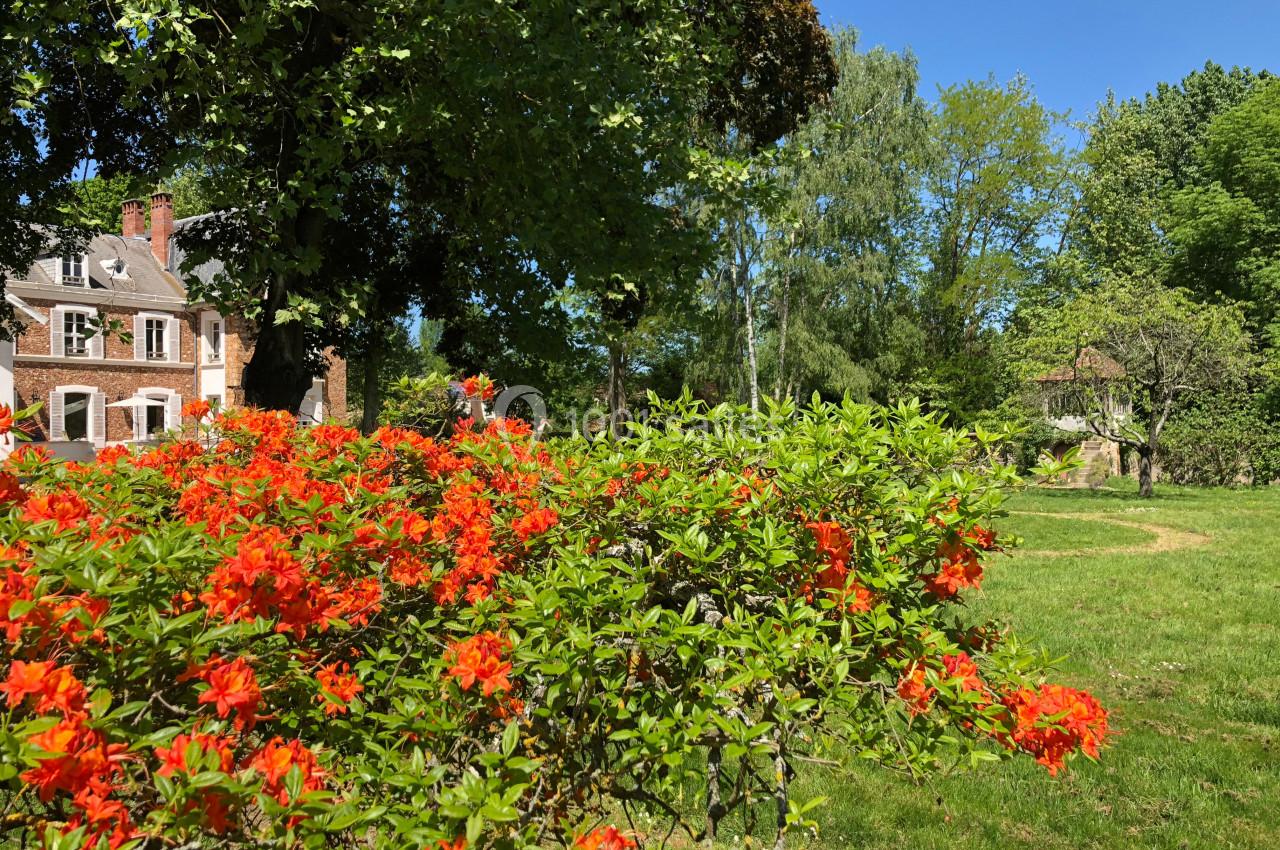 Massif d'azalées rouges en fleurs dans un jardin verdoyant avec des arbres, une pelouse et une maison en arrière-plan.