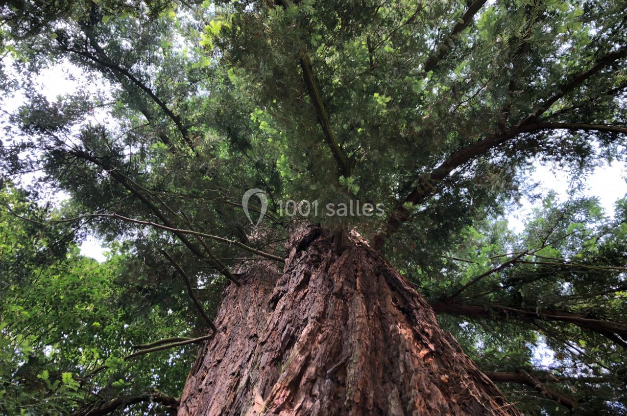 Vue en contre-plongée d'un grand arbre avec un tronc massif et un feuillage dense sous un ciel partiellement visible.