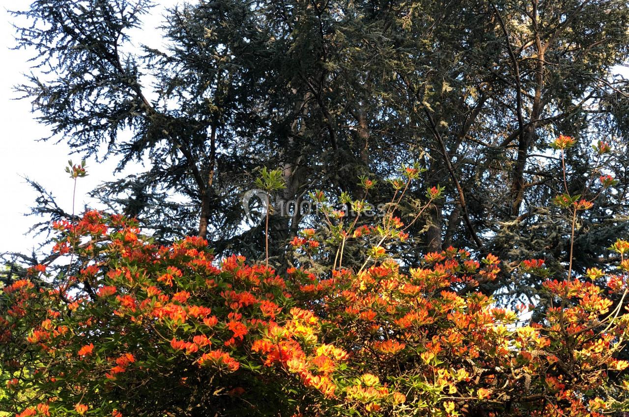 Buissons d'azalées aux fleurs orange vif devant des arbres aux feuillages sombres sous une lumière naturelle.