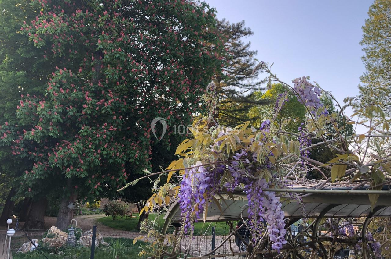 Glycine en fleurs grimpant sur une pergola, avec un grand arbre fleuri et un jardin en arrière-plan.