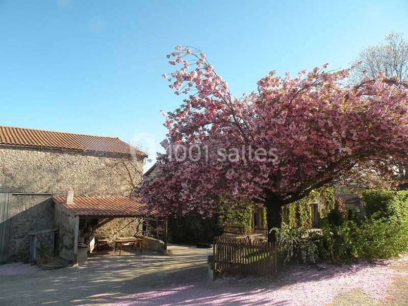 Arbre en fleurs roses devant une maison en pierre avec toit en tuiles, sous un ciel bleu clair.