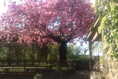 Chambre rustique avec lits simples en bois, lits superposés, murs colorés et plafond en bois incliné.