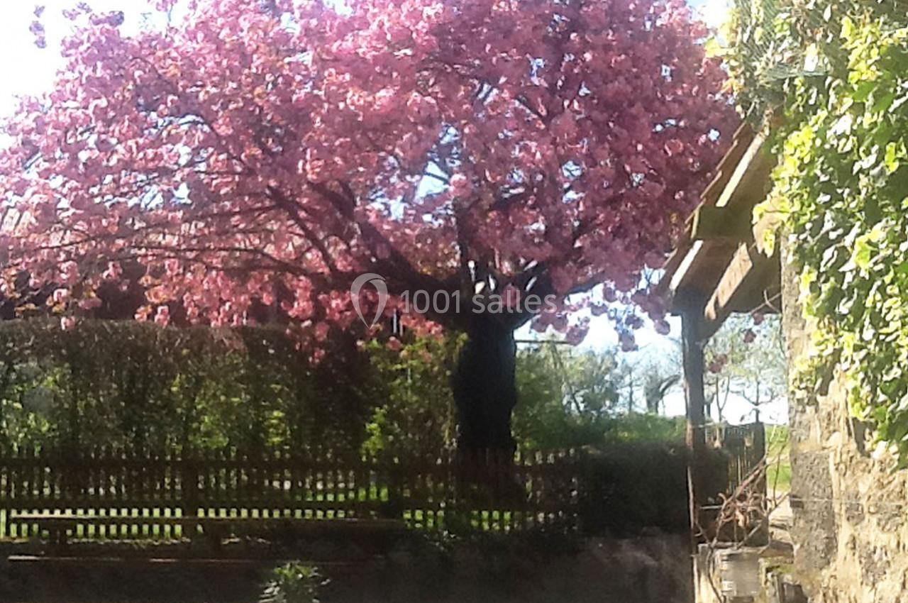 Arbre en fleurs roses dans un jardin, près d'une clôture en bois et d'une maison partiellement couverte de lierre.