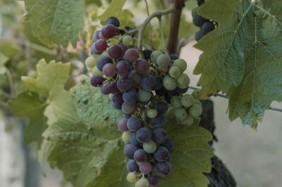 Location salle Bergerac (Dordogne) - Château la Tilleraie #98