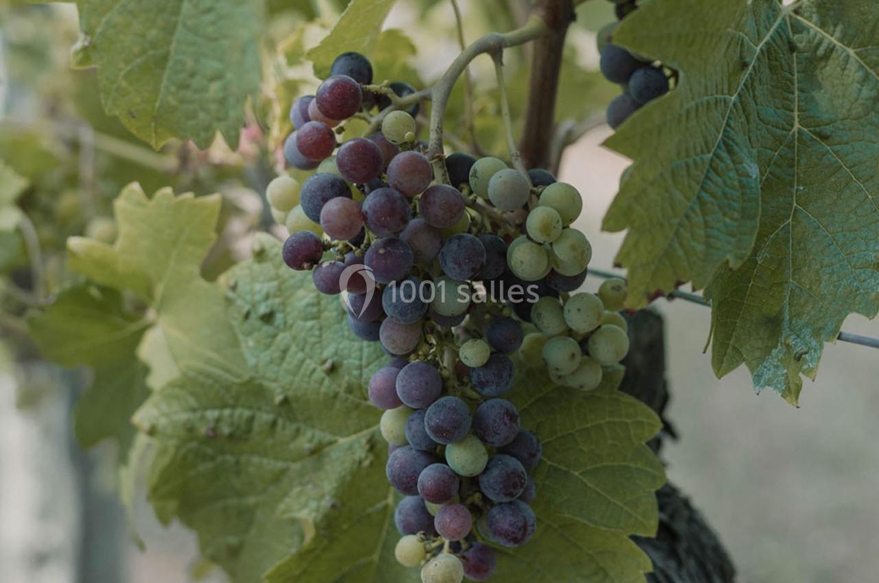 Location salle Bergerac (Dordogne) - Château la Tilleraie #68