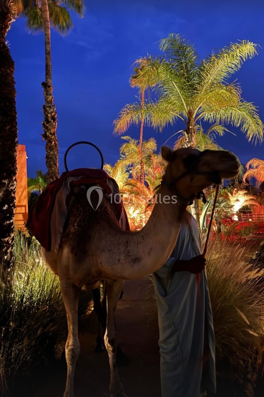 Un dromadaire tenu par un homme en tenue traditionnelle, éclairé par des lumières dans un décor de palmiers au crépuscule.
