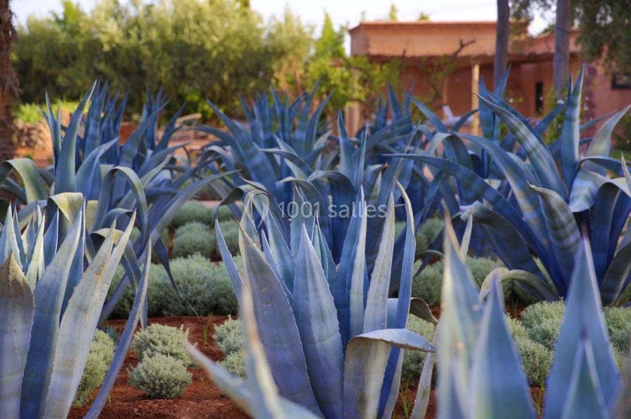 Champ d'agaves bleues entourées de petites plantes vertes, avec des arbres et une maison en arrière-plan.