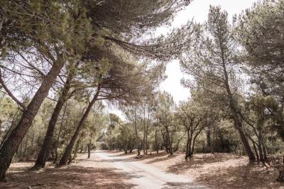 Vue d'une terrasse avec parasols et piscine, encadrée par des haies sombres et un ciel dégagé en arrière-plan.