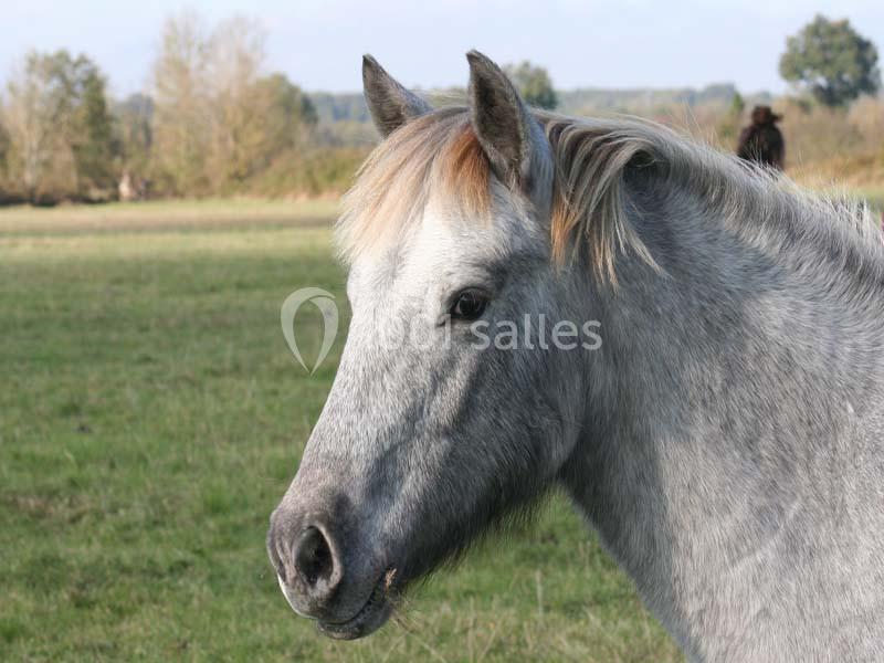 Location salle Gourgé (Deux-Sèvres) - Domaine de la Barre #22