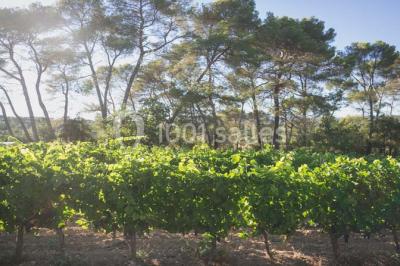 Location salle Draguignan (Var) - Le Mas Des Vignes #22