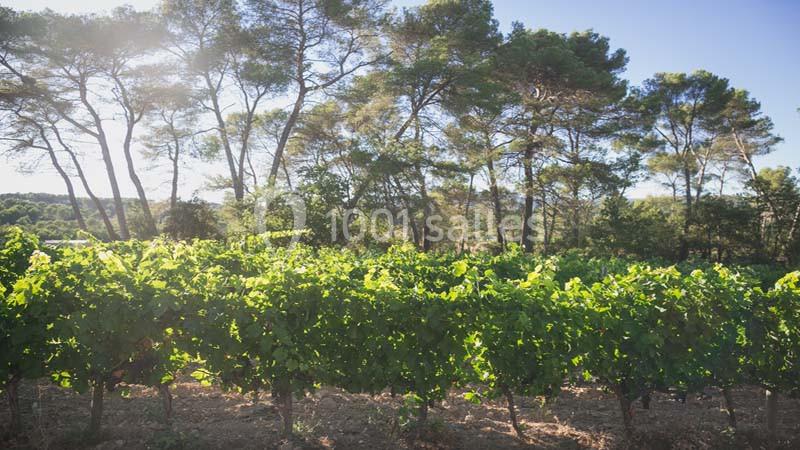 Location salle Draguignan (Var) - Le Mas Des Vignes #20