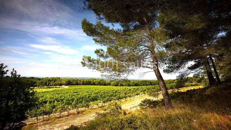Location salle Aix-en-Provence (Bouches-du-Rhône) - Château du Seuil #23