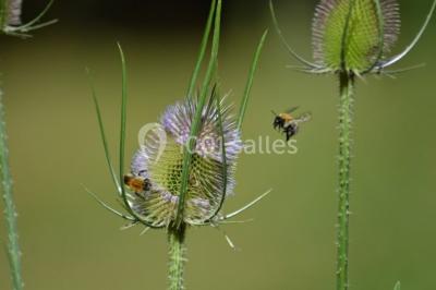 Location salle Bransles (Seine-et-Marne) - L'Orangerie du Moulin #24